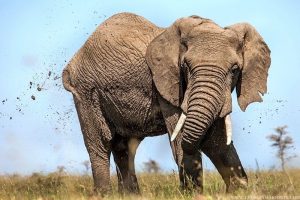 Read more about the article Elephant Mud Bath