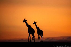 Read more about the article Giraffe Silhouette
